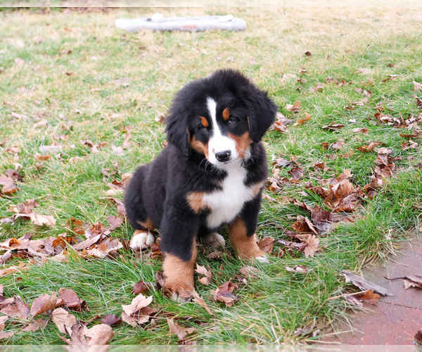 Medium Photo #4 Bernese Mountain Dog Puppy For Sale in SYRACUSE, IN, USA