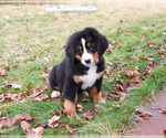 Small #3 Bernese Mountain Dog