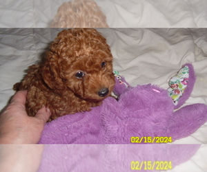 Poodle (Toy) Puppy for sale in DULUTH, GA, USA