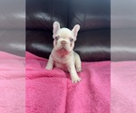 Small #1 French Bulldog