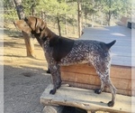 Small Photo #30 German Shorthaired Pointer Puppy For Sale in WOODLAND PARK, CO, USA