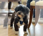 Small #2 Lhasa Apso