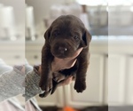 Small Photo #14 Labrador Retriever Puppy For Sale in TULSA, OK, USA