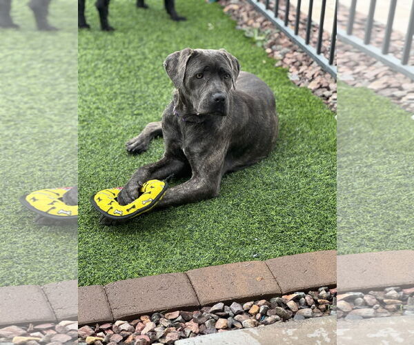 Medium Photo #1 Mutt Puppy For Sale in Goodyear, AZ, USA