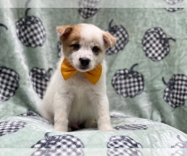 Medium Photo #6 Texas Heeler Puppy For Sale in LAKELAND, FL, USA