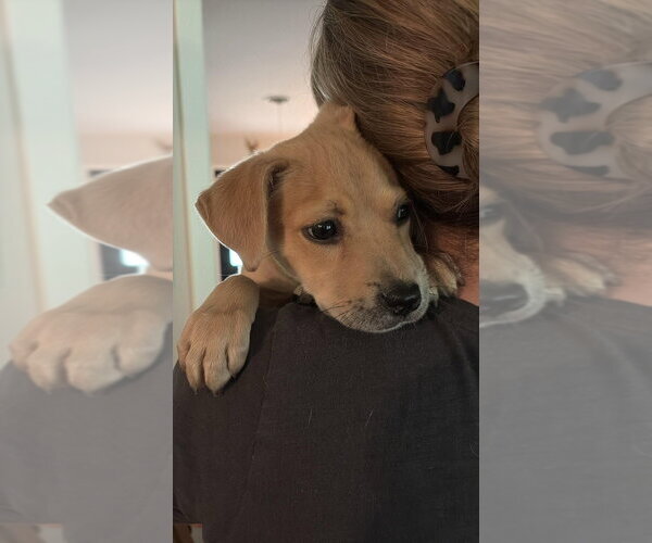 Medium Photo #11 Labrador Retriever-Unknown Mix Puppy For Sale in FRAMINGHAM, MA, USA