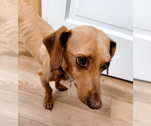 Medium Photo #1 Dachshund Puppy For Sale in Crystal, MN, USA