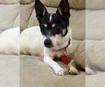 Small #6 Rat Terrier