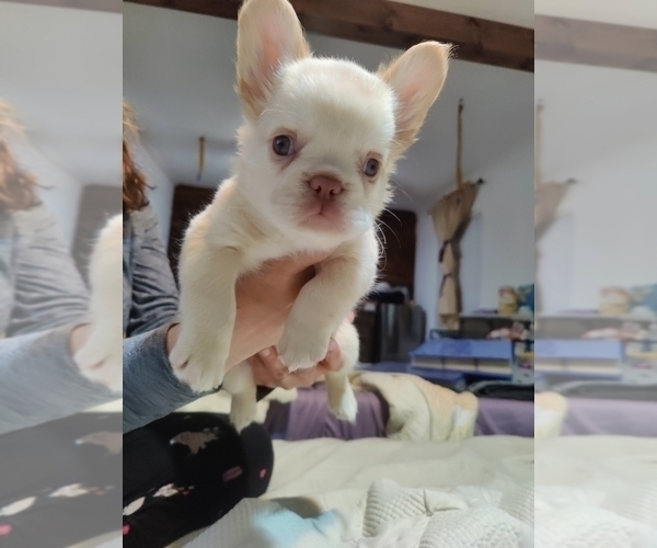 Medium Photo #3 French Bulldog Puppy For Sale in HIGHLAND VILL, TX, USA