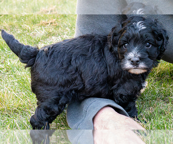 Medium Photo #4 Bernedoodle (Miniature) Puppy For Sale in ROY, UT, USA