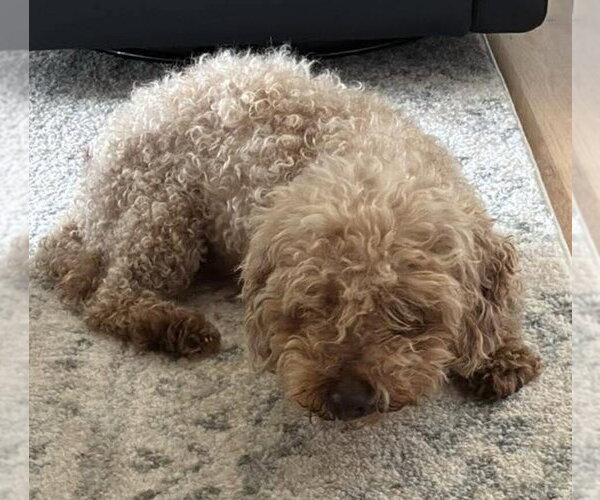 Medium Photo #3 Poodle (Miniature) Puppy For Sale in New York, NY, USA