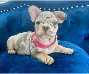 French Bulldog Puppy for Sale in SAN MARINO, California USA