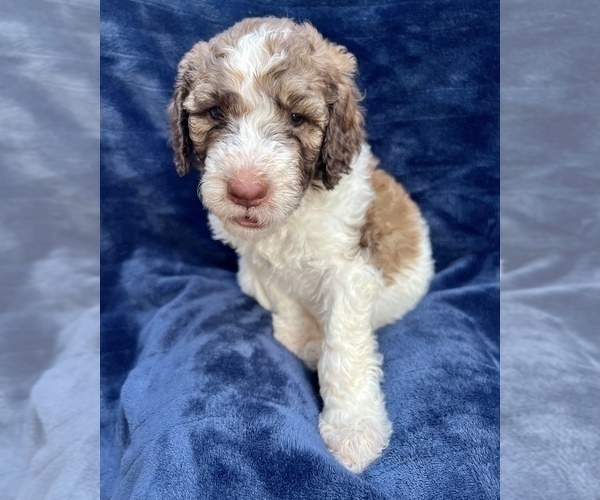 Medium Photo #2 Poodle (Standard) Puppy For Sale in SAN ANTONIO, TX, USA