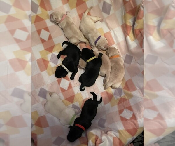 Medium Photo #2 Labrador Retriever Puppy For Sale in OLEAN, NY, USA