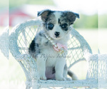 Small Photo #54 Chihuahua Puppy For Sale in WARSAW, IN, USA