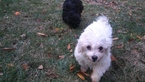 Small Photo #16 Zuchon Puppy For Sale in BROOKEVILLE, MD, USA