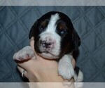 Small Photo #25 English Springer Spaniel Puppy For Sale in LITCHFIELD, MN, USA