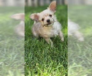 Chihuahua Dogs for adoption in Brighton, CO, USA