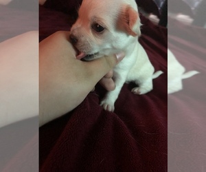 Chihuahua Puppy for sale in SPRINGFIELD, MA, USA