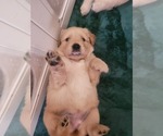 Small Golden Retriever