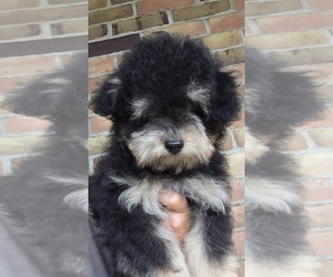 Havapoo Puppy for sale in TECUMSEH, MI, USA