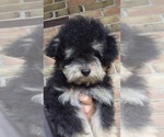 Image preview for Ad Listing. Nickname: Havapoo Male 2