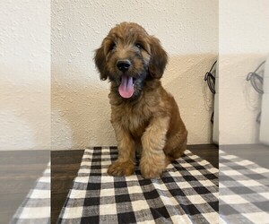 Mini Whoodle (Wheaten Terrier/Miniature Poodle) Puppy for sale in DOSS, MO, USA