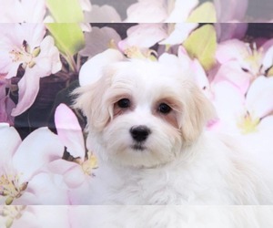 Zuchon Puppy for sale in MARIETTA, GA, USA