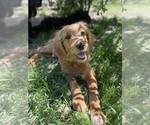 Puppy Flamingo Goldendoodle