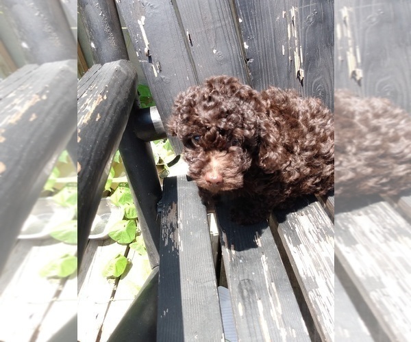 Medium Photo #10 Poodle (Toy) Puppy For Sale in SAVANNAH, GA, USA