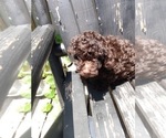 Small Photo #10 Poodle (Toy) Puppy For Sale in SAVANNAH, GA, USA