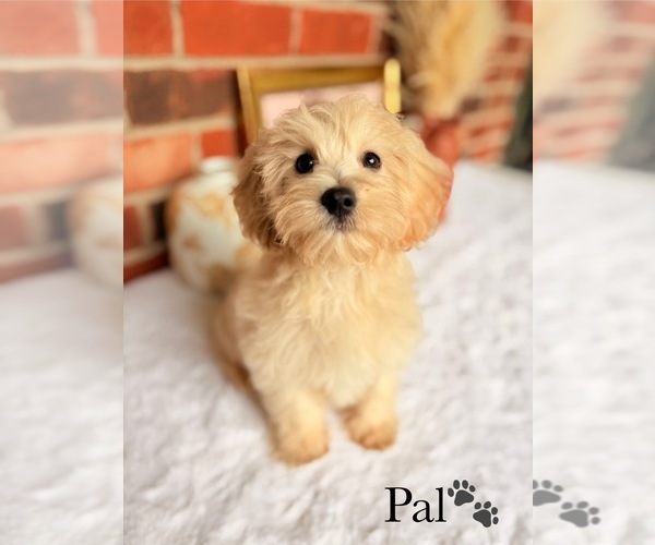 Medium Photo #4 Poo-Ton Puppy For Sale in MURFREESBORO, TN, USA