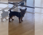 Small Photo #1 Yorkshire Terrier Puppy For Sale in AVENTURA, FL, USA