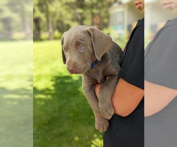 Medium Photo #10 Labrador Retriever Puppy For Sale in ATHOL, ID, USA