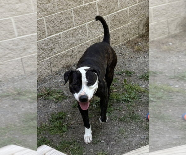 Medium Photo #1 Mutt Puppy For Sale in Glen Allen, VA, USA