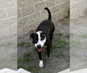 Mutt Dogs for adoption in Glen Allen, VA, USA