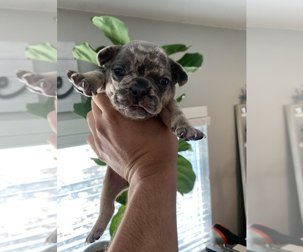 Medium Photo #2 French Bulldog Puppy For Sale in STKN, CA, USA