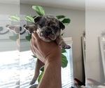 Small Photo #2 French Bulldog Puppy For Sale in STKN, CA, USA