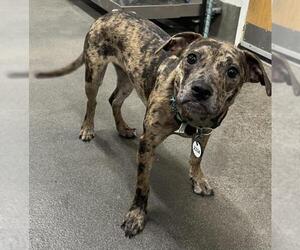 Catahoula Leopard Dog-Unknown Mix Dogs for adoption in Forestville, MD, USA