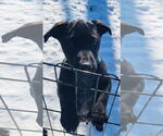 Small #19 Labrador Retriever Mix