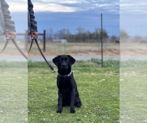 Labrador Retriever Puppy for sale in GERBER, CA, USA