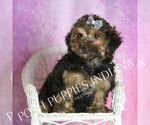 Small #4 Yorkipoo