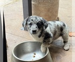 Puppy Puppy 6 Cowboy Corgi