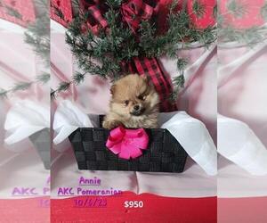 Pomeranian Puppy for Sale in TOPEKA, Indiana USA
