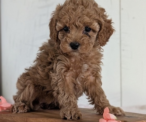 Medium Photo #3 Cavapoo (Miniature) Puppy For Sale in GOSHEN, IN, USA