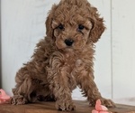 Small #2 Cavapoo (Miniature)