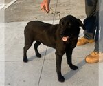 Small Photo #5 Labrador Retriever-Unknown Mix Puppy For Sale in Slidell, LA, USA