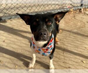 Mutt Dogs for adoption in Tulsa, OK, USA