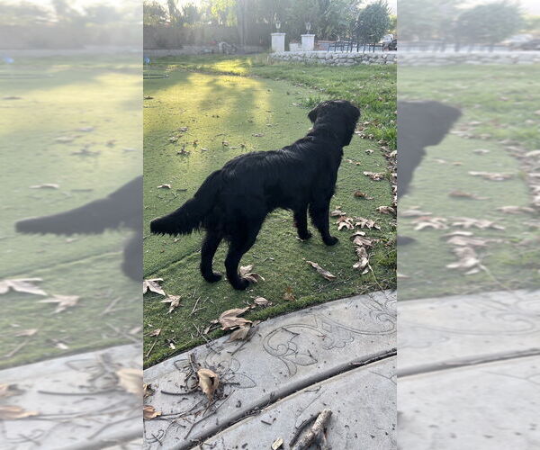 Medium Photo #7 Mutt Puppy For Sale in Dana Point, CA, USA