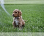 Small Photo #9 Australian Labradoodle Puppy For Sale in COLORADO SPRINGS, CO, USA